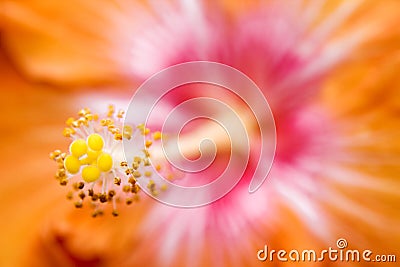 Orange Hibiscus Stock Photo