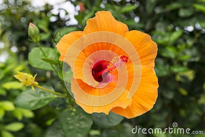Orange Hibiscus Stock Photo