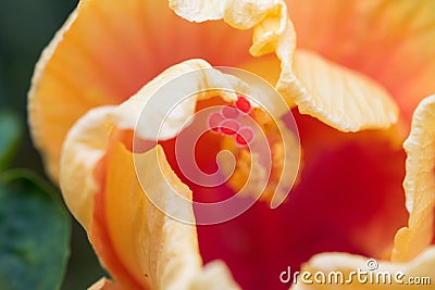 Orange hibiscus with close petal Stock Photo