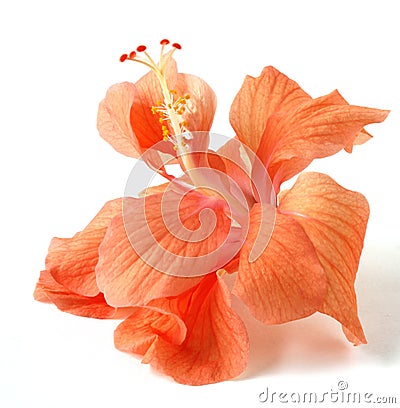 Orange Hibiscus Flower Stock Photo