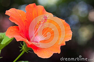 Orange hibiscus flower Stock Photo