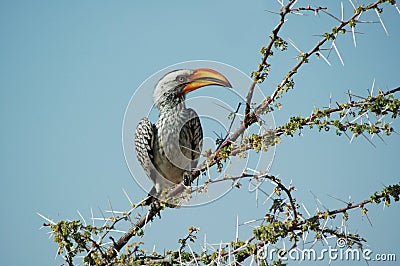 Orange hornbill Stock Photo