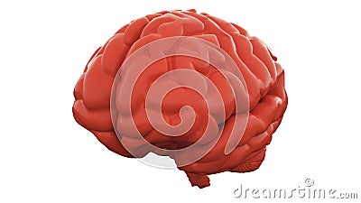Orange Human brain on white background. Anatomical Model, 3d illustration Cartoon Illustration