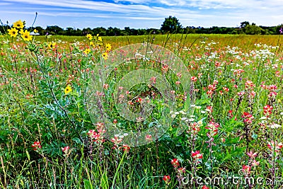 Orange Indian Paintbrush Wildflowers in a Texas Field Stock Photo