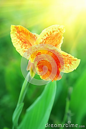 Orange iris Stock Photo