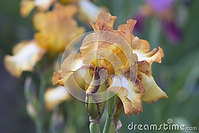 Orange Iris in bloom Stock Photo