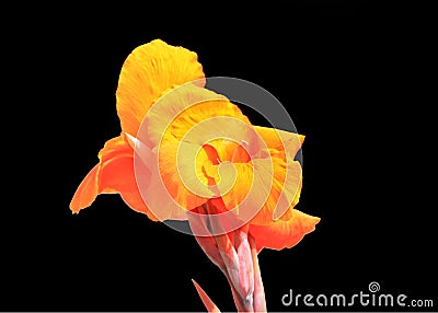 Orange Iris flower Stock Photo