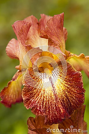 Orange Iris flower Stock Photo