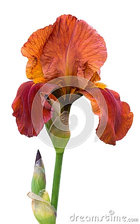 Orange iris flower on white isolated background_ Stock Photo