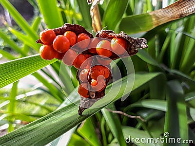 Orange Iris Foetidissima / Stinking Iris Berries Stock Photo