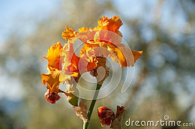 Orange Iris Stock Photo