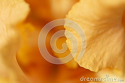 Orange iris pedal in spring Stock Photo