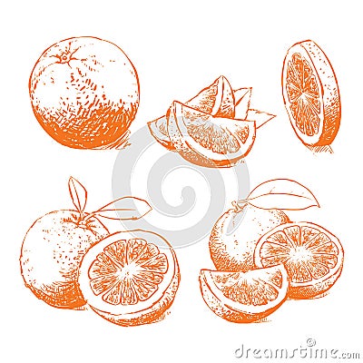 Orange Isolated, Orange Vector. Composition of Orange Vector Illustration