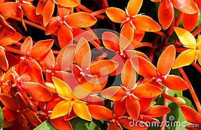 Orange Ixora Flowers Blossoming Stock Photo