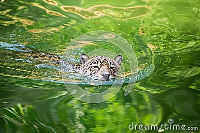 Orange jaguar swimming Stock Photo