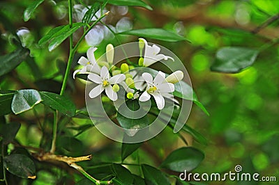 Orange jasmine Stock Photo