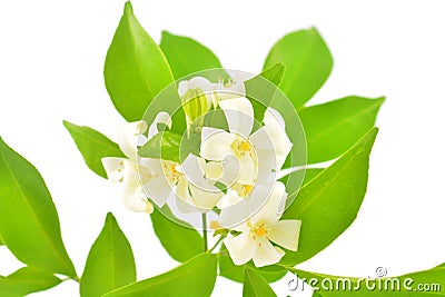 Orange Jasmine Stock Photo