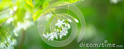 Orange jasmine flower and green leaves on branch tree. Stock Photo