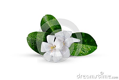 Orange jasmine flower isolated on white Stock Photo