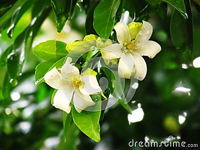 Orange jasmine flower after rain. Stock Photo