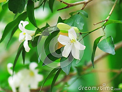 Orange jasmine flowers blooming in the garden. Stock Photo