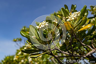 Orange jasmine flowers in close-up Stock Photo