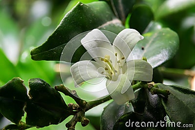 Orange Jasmine garden flower blooming Stock Photo