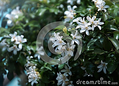 Orange jasmine. Murraya paniculata, Chalcas exotica, Murraya exotica, white flowers. Stock Photo