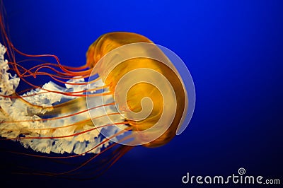 Orange Jelly Fish Stock Photo