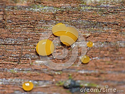 Orange Jelly Fungus - Dacrymyces palmatus - Macro Stock Photo