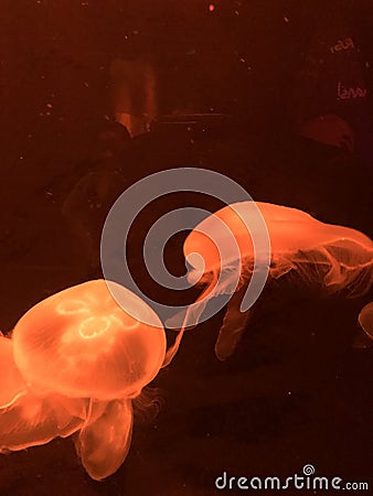 Orange Jellyfish floating in an aquarium Stock Photo