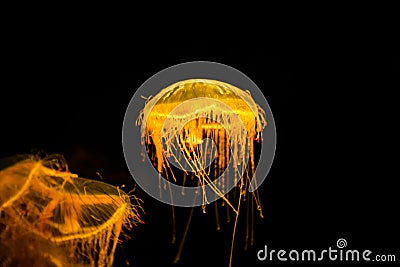 Orange jellyfish or Pacific sea nettle Stock Photo