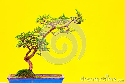 Orange jessamine or murraya paniculata in bonsai form Stock Photo