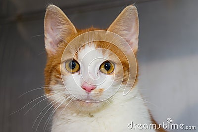 Orange kitten portrait at the veterinary clinic Stock Photo