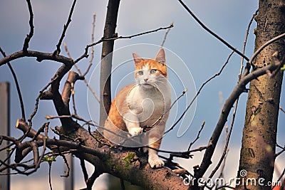 Orange kitten standing at the top of the tree Stock Photo