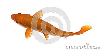 Orange koi fish, Cyprinus Carpio, studio shot Stock Photo