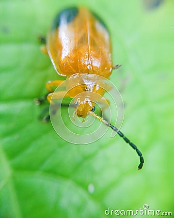 Orange lady bug Stock Photo