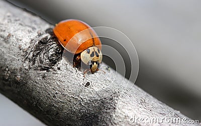 Orange Ladybug Stock Photo