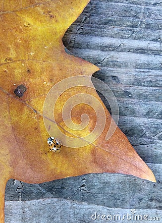Orange ladybug on an orange leaf Stock Photo