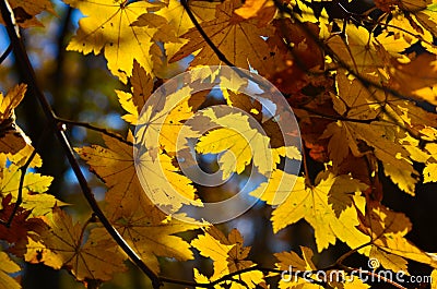 Orange leaf autumn red, orange, solar trees the branch, maple leaf, Primorsky Krai Stock Photo