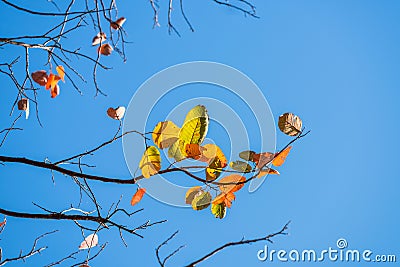 Orange leaves in autumn, changing seasons Stock Photo