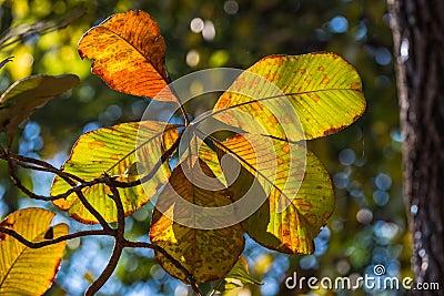 Orange leaves in autumn, changing seasons Stock Photo