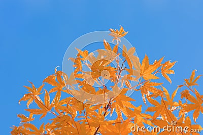 Orange leaves blue sky autumn complementary contrast Stock Photo