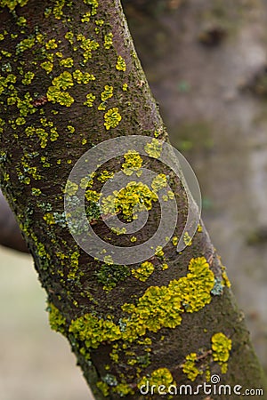Orange lichen, yellow scale, maritime sunburst lichen or shore lichen, Xanthoria parietina, is a foliose or leafy lichen Stock Photo