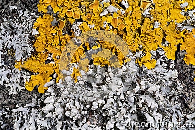 Orange lichen, yellow scale, maritime sunburst lichen or shore lichen (Xanthoria parietina) is a foliose or leafy lichen Stock Photo