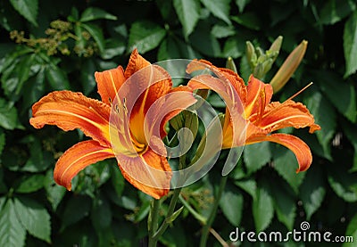 Orange Lilies Stock Photo