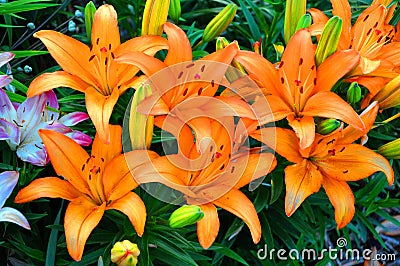 Orange Lilies Stock Photo