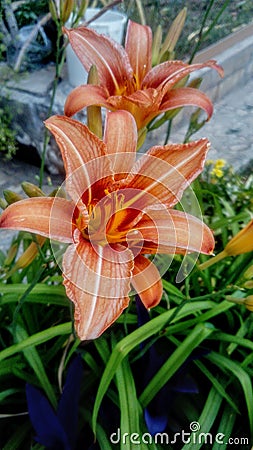 Orange lilies with white stripes Stock Photo