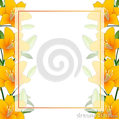 Orange Lilium candidum, the Madonna lily Banner Card Border on White Background. Vector Illustration Vector Illustration