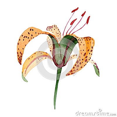 Orange lilium maculantum floral botanical flower. Watercolor background set. Isolated lily illustration element. Cartoon Illustration